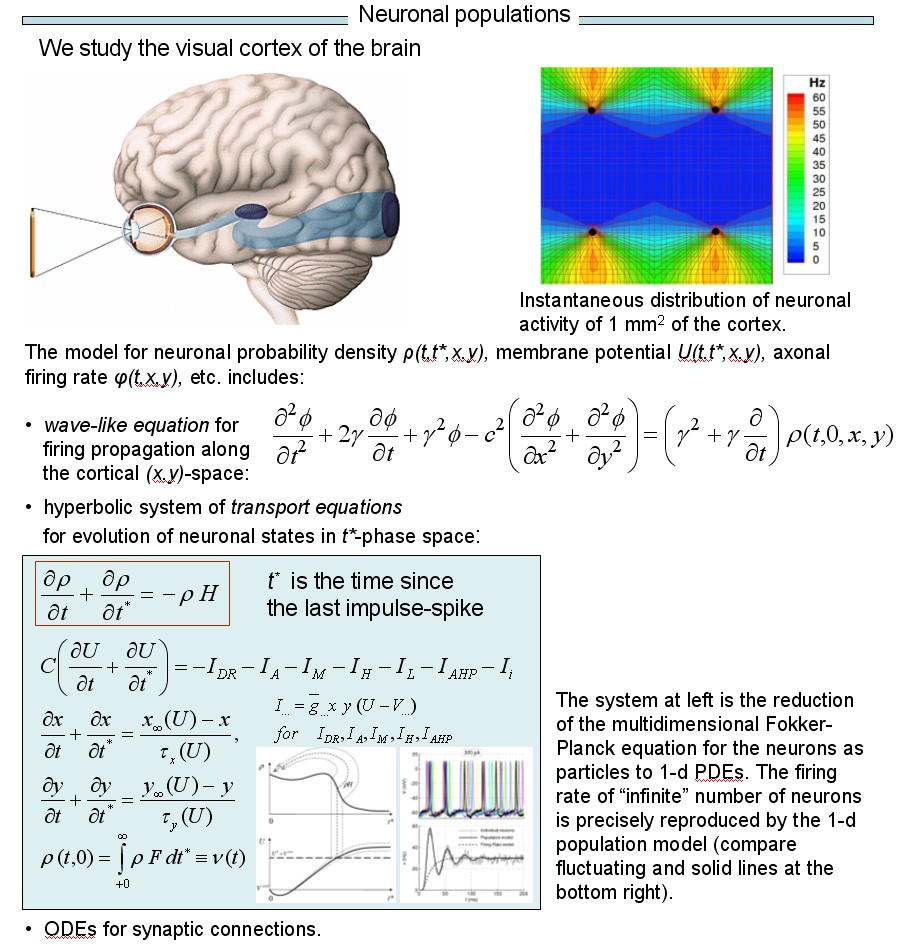 Neurophysics